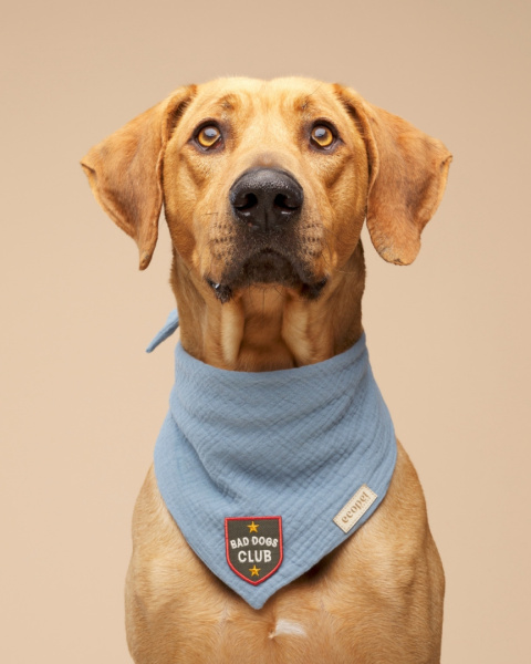 Naszywka Bad Dogs Club Naszywka Bad Dogs Club